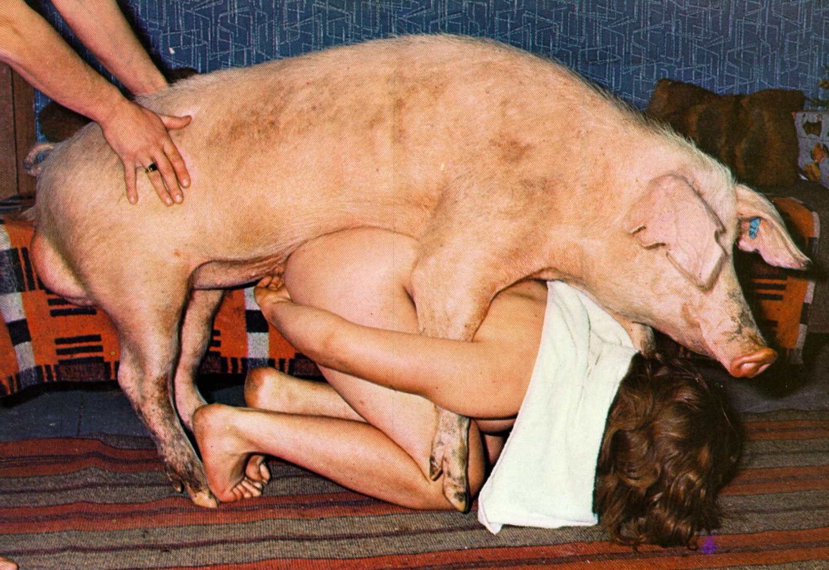 Pig and girl sex