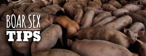 Tips Woman And Boar Sex Tips Woman And Boar Sex
