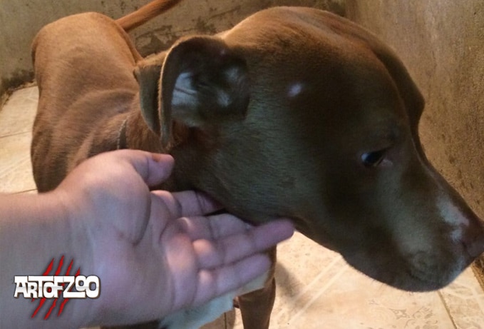 ZDT New Dog Sex Stud