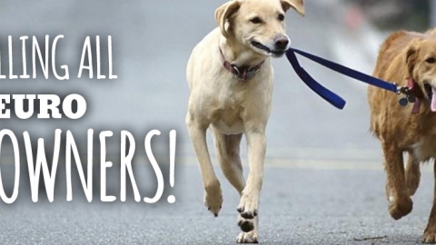 Euro vocant pet dominis!