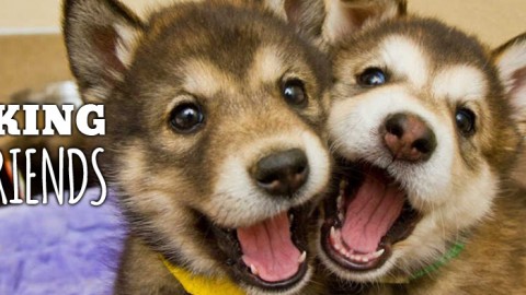 પેટ મિત્રો શોધી રહ્યા છે